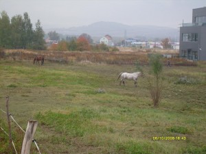 Obrazek