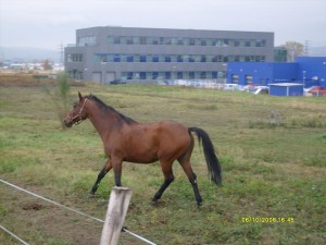 Obrazek