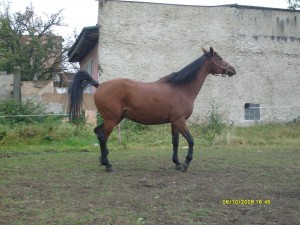 Obrazek