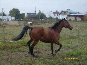 Obrazek