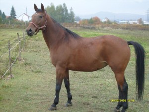 Obrazek
